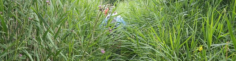 Westwood Marshes and Lodge